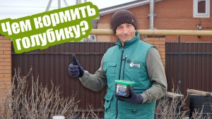 Чем подкормить голубику: удобрения с ранней весны до осени