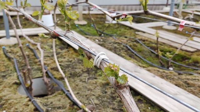 ТУРКМЕНСКАЯ КРАСАВИЦА!🍇🍇 СОН ДИАНЫ!🍇🍇 И ДР. ФОРМЫ.Telegram, WhatsApp, Vlber и MAX +79528500417.