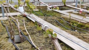 ТУРКМЕНСКАЯ КРАСАВИЦА!🍇🍇 СОН ДИАНЫ!🍇🍇 И ДР. ФОРМЫ.Telegram, WhatsApp, Vlber и MAX +79528500417.