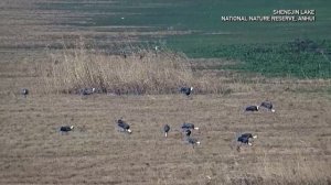 🐦Дроны и искусственный интеллект на страже природы Китая
