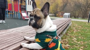 Прогулка с бульдогом. Мысли о жизни и дружбе каналов