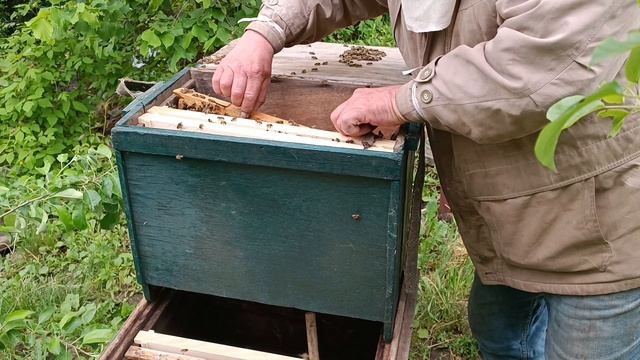 пчелы , снимаем рой