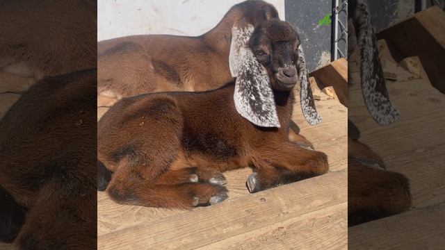 В лес за грибами. Большое козье семейство идёт на прогулку и растит малышей