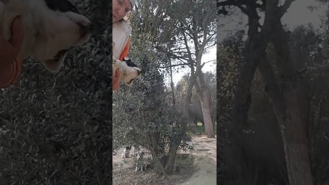 Прокапала щенков пипетками от клещей