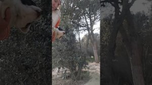 Прокапала щенков пипетками от клещей