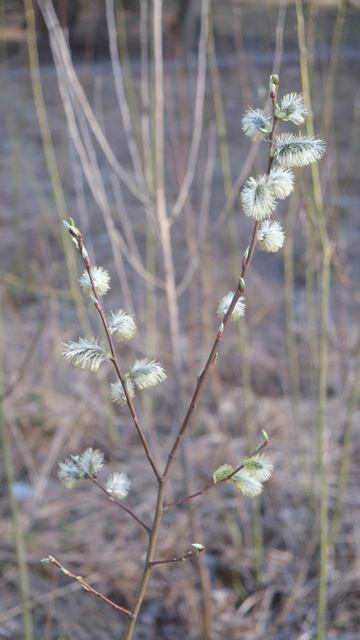 Ива и полынь 03 04 2026