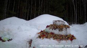 Югорский интернет заполонили ролики снегопада