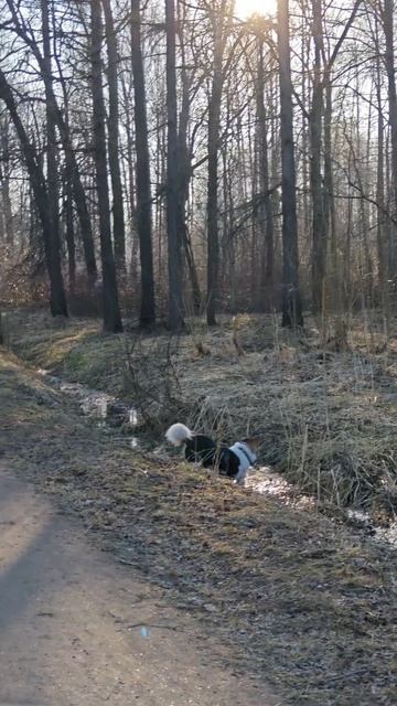 Метис хаски по имени Граф - 30