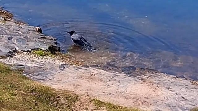 Водоплавающие