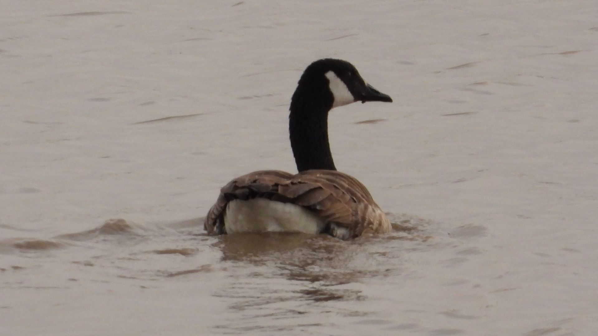 Канадская Казарка, Branta canadensis, наблюдение птиц в Новгородской области, 24 апреля 2026