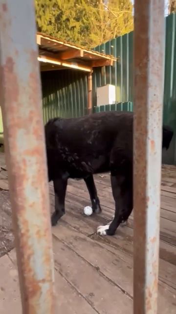 Всё охраняет суровый медвежонок САО Оман 🍀❗Пост в описании 🎥 #сао #собака #алабай #любовь #охрана