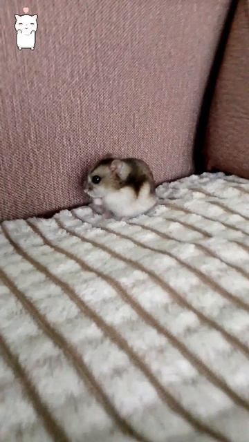 Искарка хомяк☺️