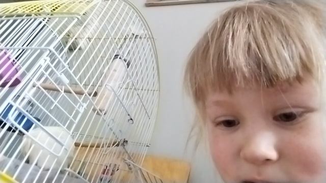 Робин садится на руку