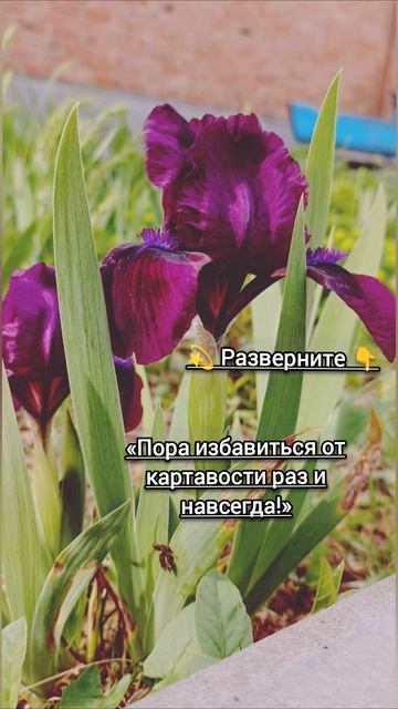 Занятия с логопедом для взрослых и детей онлайн