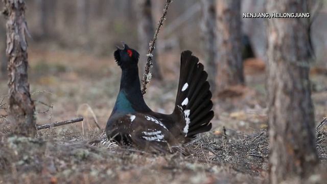 🦃Редкие кадры: Брачные игры глухарей