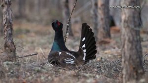 🦃Редкие кадры: Брачные игры глухарей