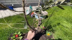 Занимаюсь делами в саду ! Всё пролила с удобрением !