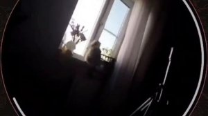 Я СЛУЧАЙНО, Я ХОТЕЛА В МИКОРИ КИНУТЬ ЧТО БЫ ОНА СЛЕЗЛА НО КИНУЛА В ЛЕГО ЦВЕТЫ... ХПХАХАХАХХА