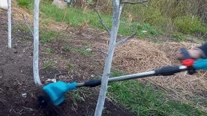 Новые сорта георгин пришли. Получила и собрала себе помощника для грядок.