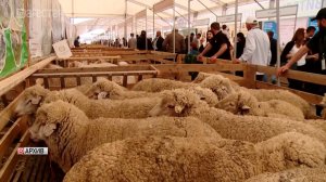 Дагестанские животноводы готовятся к Российской выставке племенных овец и коз