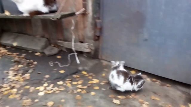 Мама-кошка выгуливает котят