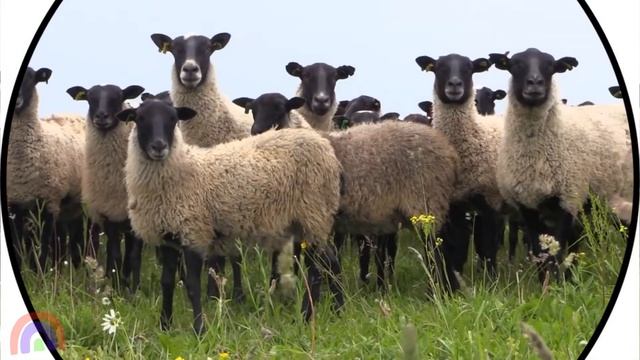 Домашние животные для детей Развивающие мультики про животных Звуки животных собака кот свинка...