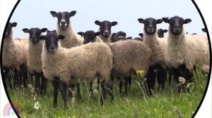 Домашние животные для детей Развивающие мультики про животных Звуки животных собака, кот, свинка...