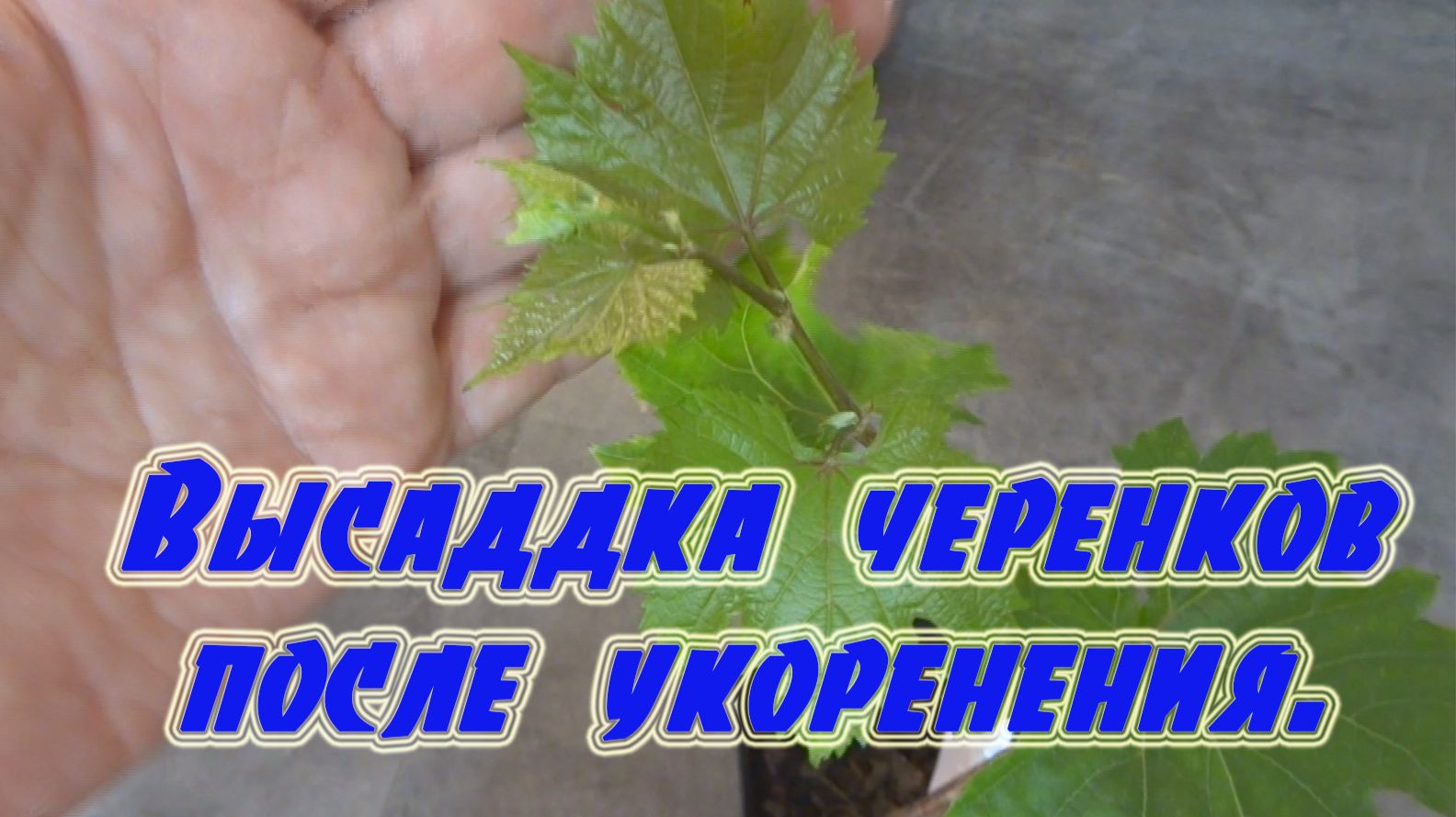 Высадка в стаканчики укоренённых черенков винограда.