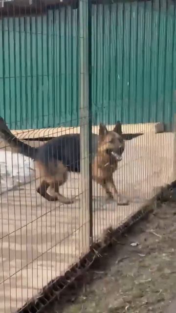 Славные овчарки Астра🌸и Искра🌸 ищут 🏠❗Пост в описании  🎥  #собака #овчарка #любовь #счастье