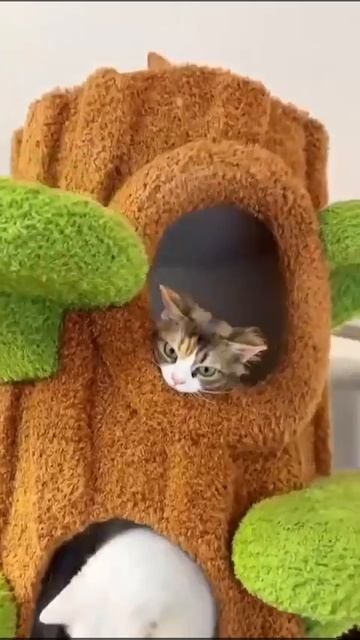 Уютные апартаменты 