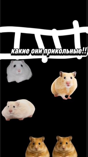 хома хома #2