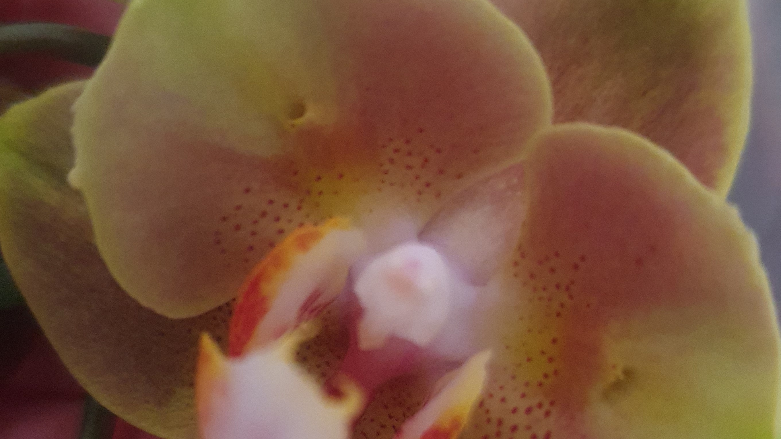 Дождалась её цветения. Обработка орхидей от вредителей.