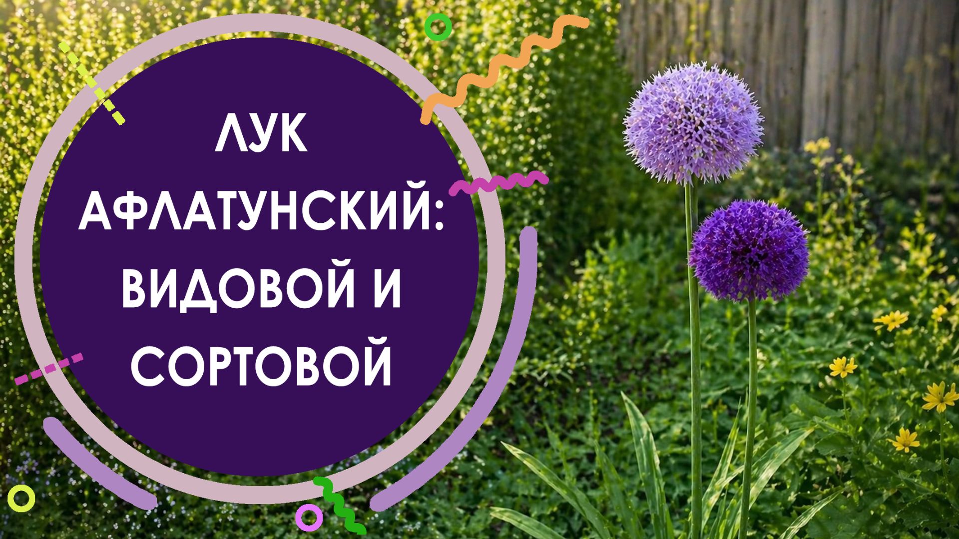 СРАВНЕНИЕ ВИДОВОГО И СОРТОВОГО ЛУКА АФЛАТУНСКОГО