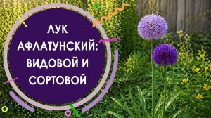 СРАВНЕНИЕ ВИДОВОГО И СОРТОВОГО ЛУКА АФЛАТУНСКОГО