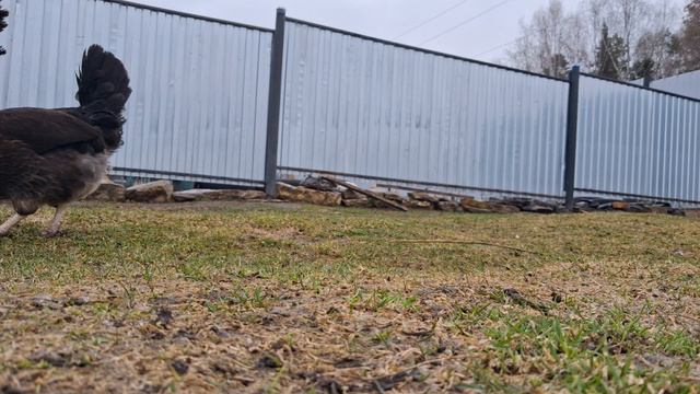 Кокобед 2: семечко на трю клюва.