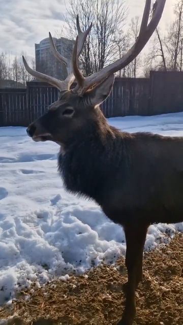 Олень Олежек. Экопарк. Петрозаводск.