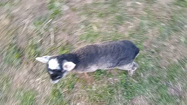 Дом у озера. Пëстрый гоняет уток. 24.04.2026.