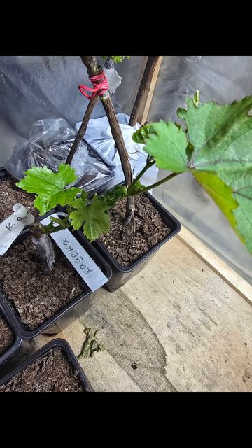 Виноград.гф Кадена