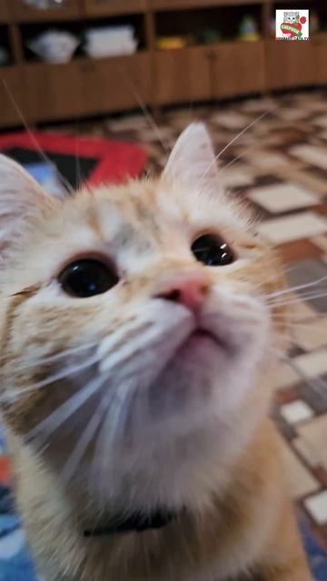 Пришлось опять звать на помощь маленького Рыжулю-Прыжулю 🐈⬛🎈💪😻👍 #котики