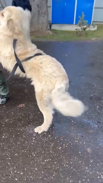 🕊 СПАСЛИ НАФАНЮ 🦮 ИЗ ОСЕТИИ❗ПОСТ В ОПИСАНИИ 🎥 🙏💯🙏 💊🩺 #собака #dog #animals #любовь #счастье