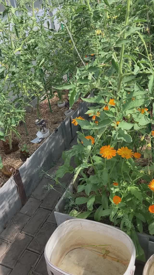 Томаты в июне 2023 года.