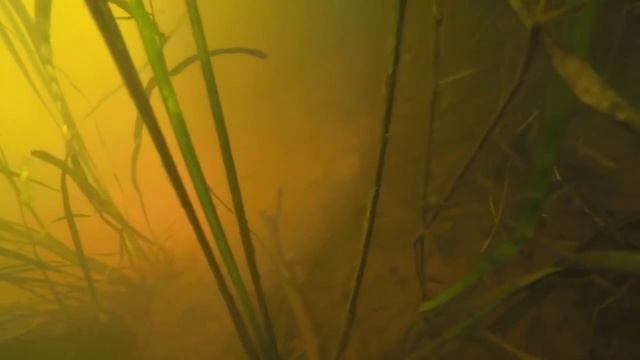 Охота на сома в озере.