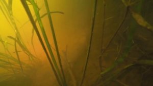 Охота на сома в озере.