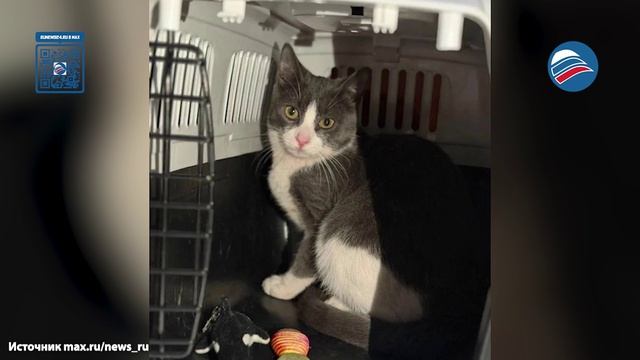 На Введенском кладбище спасли тонущего в склепе кота