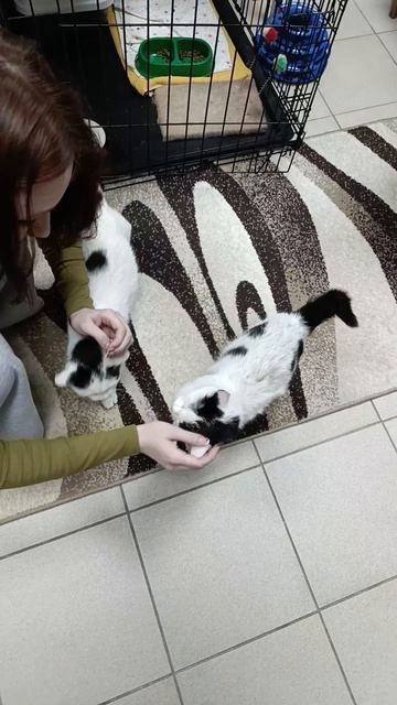 Идеальный размер счастья — 4 лапы и мокрый нос.
Котейня Затейня-место в котором сочетается релакс