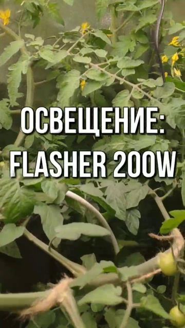 🍅Томат черри на реверсивной гидропонике в гроубоксе с LED лампой.