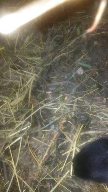 Маленький крольчёнок на 10 день