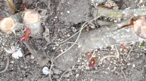 Розы пострадали от зимних морозов. Пьер де Ронсар.