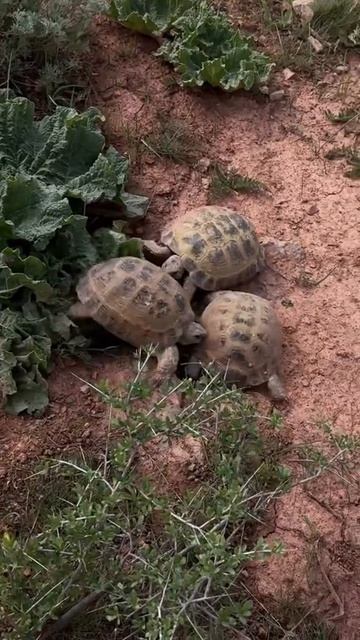 Драка черепах