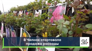 В Челнах стартовала продажа рассады